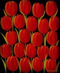 IWONA SZELĄGOWSKA / GRAFIKA / TULIPANY CZERWONE