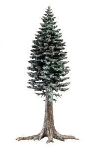 ANDRZEJ SZCZEPANIEC / RZEŹBA / ŚWIERK 