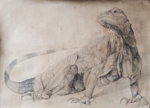 Ewa Lasek_rysunek_Jaszczur_animalistyka_galeria sztuki Bellotto Warszawa.jpg
